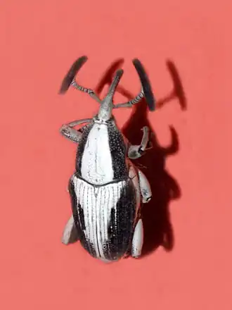 Cercidocerus securifer