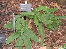 Щитовник Зибольда (Dryopteris sieboldii)