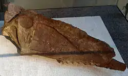 Джунгариптер (череп)