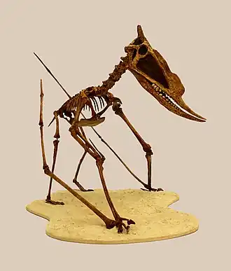 Реконструкция скелета Dsungaripterus weii