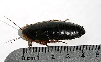 Blaptica dubia