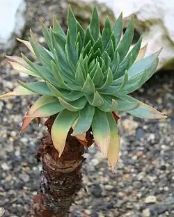 Dudleya ingens