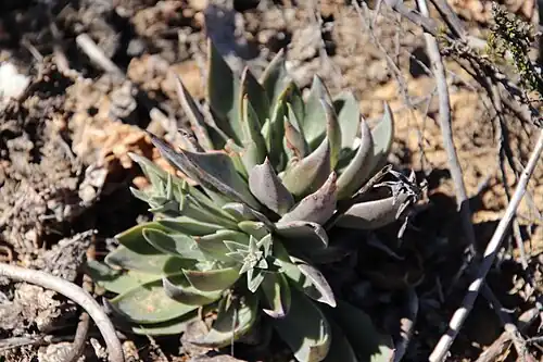 Dudleya lanceolata