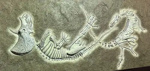 Реконструкция скелетов «Динозавров-дуэлянтов»[англ.] (трицератопс и подросток тираннозавра) в их позах in situ