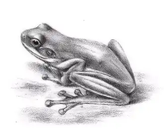 Duellmanohyla uranochroa