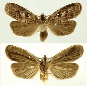 Dunama jessiehillae, самец