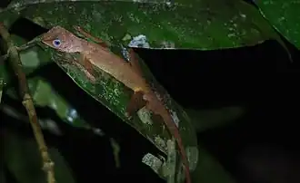 Тёмная безухая агама