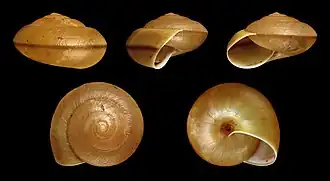 Пять изображений раковины моллюска Dyakia&nbsp;salangana