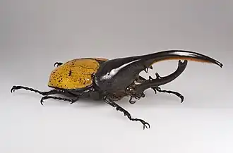 Самец Dynastes hercules ecuatorianus длиной 155 мм.
