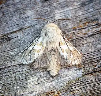 Точило луковый