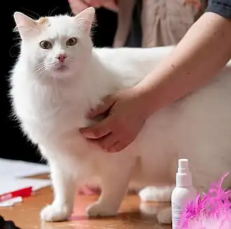 Кот EC Arokatin Dirim (Poju) (TUV d 62)