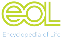 Изображение логотипа