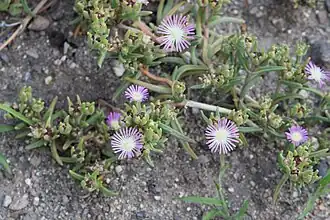 Ebracteola derenbergiana