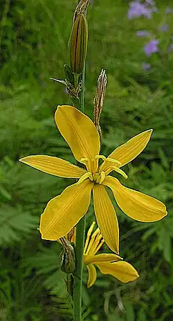 Echeandia flavescens