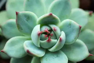 Echeveria chihuahuaensis