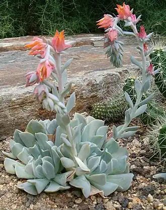 Общий вид цветущего растения эхеверии Раньона (Echeveria runyonii)
