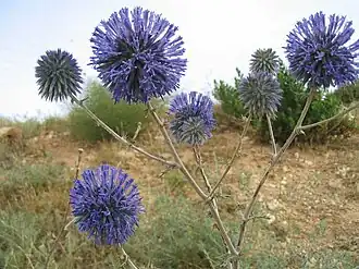 Мордовник колючий