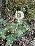 Мордо́вник (Echinops sphaerocephalus)