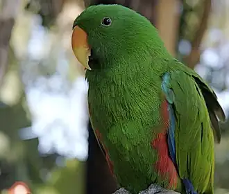 Благородный зелёно-красный попугай