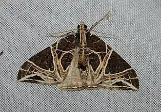 Ecliptopera rectilinea(Larentiinae)
