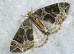 Ecliptopera silaceata(Larentiinae)