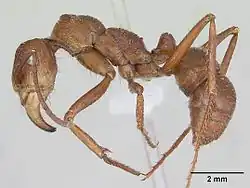 Рабочий сбоку