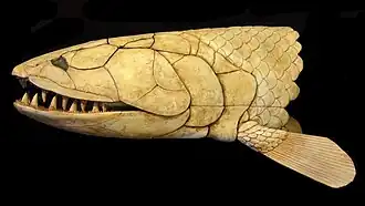 Реконструкция головы