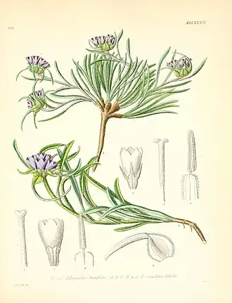 Эдрайант далматский (снизу) иEdraianthus tenuifolius (сверху)