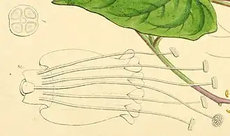 Андроцей и гинецей