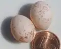 Яйца (диаметр монетки 16,25 мм)