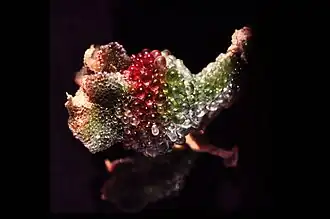 Эпидермальные клетки на поверхности