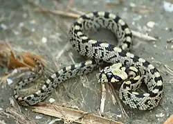 Молодая особь