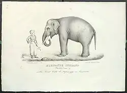 «Слон Ступиниджи». Рисунок 1827 г.
