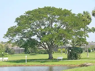 Энтеролобиум круглоплодный во Флориде