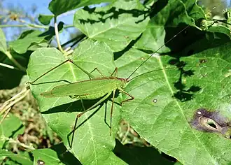 Пластинокрыл обманчивый (Elimaea fallax). Окраина г. Партизанска, Приморье.