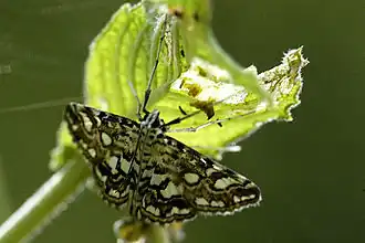 Elophila nymphaeata
