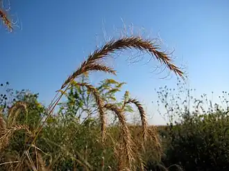 Пырейник канадский