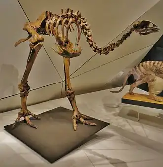 Скелет Emeus crassus