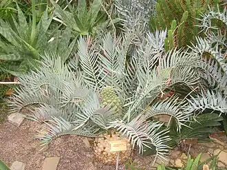 Общий вид растения