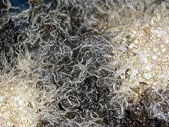 Колония Enchytraeus