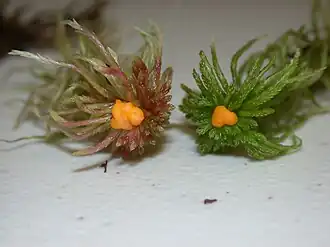 Endogone pisiformis (оранжевый) на мхе рода сфагнум