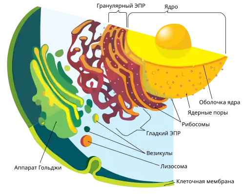 Эндомембранная система