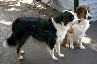 Английская овчарка