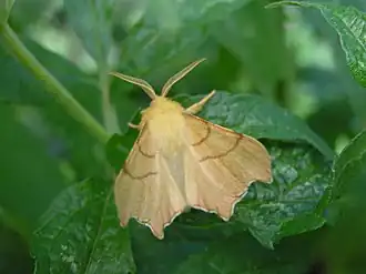 Пяденица угловатая берёзовая