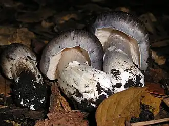 Энтолома10 июня 2011