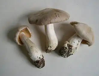 Entoloma sinuatum