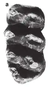 Третий нижний моляр (m3) E. morotoensis