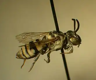 Epeolus minimus