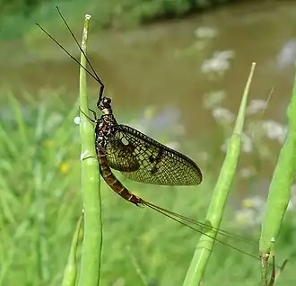 Ephemera vulgata