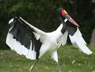 Ябиру африканский